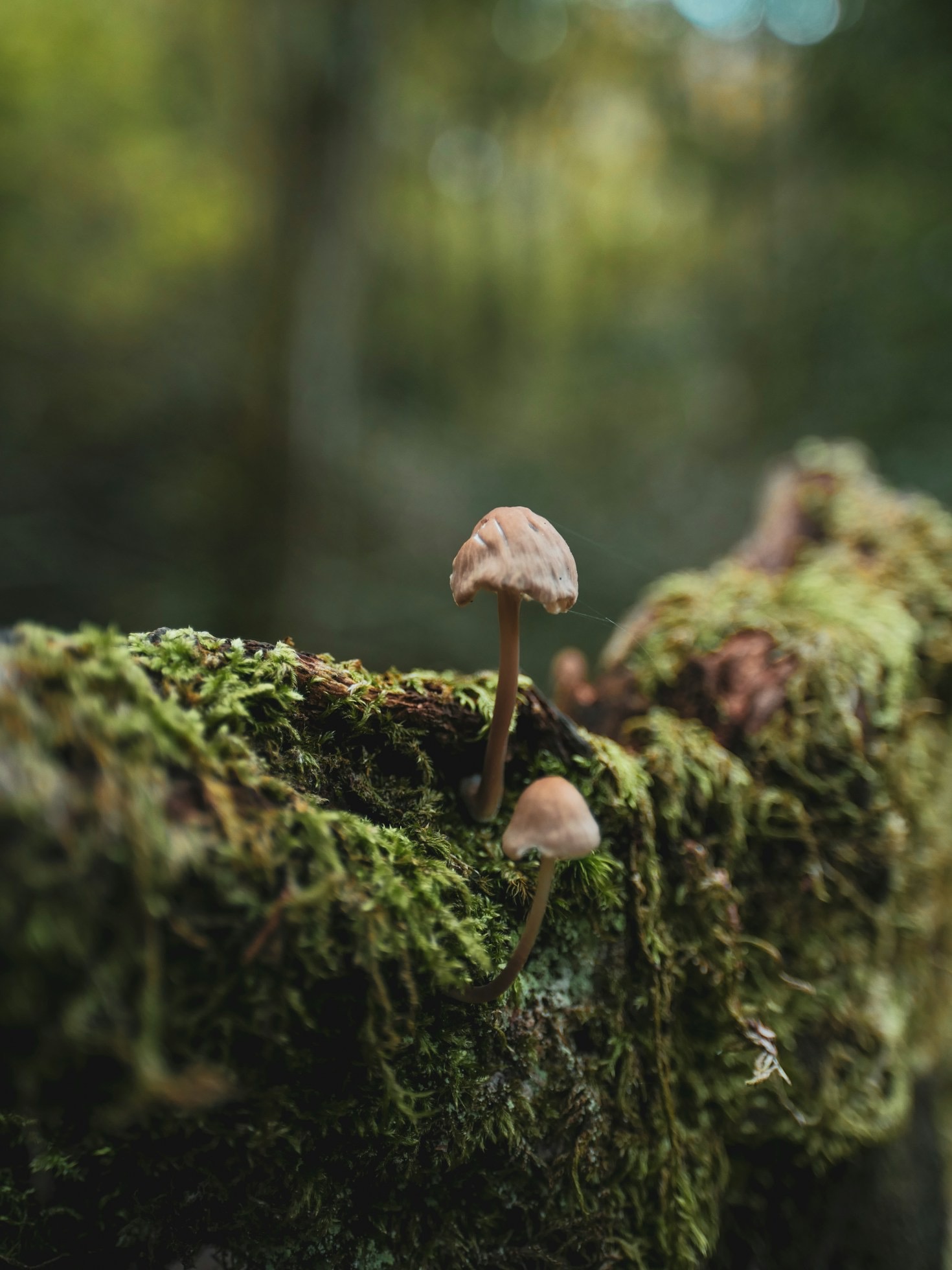 How to Perfect Your Macro Photography Skills
